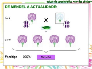 DE MENDEL À ACTUALIDADE:


Ger P
                    x

Ger F1




Fenótipo   100%   Violeta
 