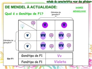 DE MENDEL À ACTUALIDADE:                            XADREZ

                                                   MENDELIANO
 Qual é o Genótipo de F1?
                                  Gâmetas da
                                   geração P




                              V                V

                v        Vv               Vv
Gâmetas da
geração P

                v        Vv               Vv

             Genótipo de F1             Vv
   Ger F1
             Fenótipo de F1          Violeta
 