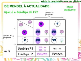DE MENDEL À ACTUALIDADE:                              XADREZ

                                                     MENDELIANO
 Qual é o Genótipo de F2?        Gâmetas da
                                 geração F1




                             V                v

                 V         VV            Vv
Gâmetas da
geração F1
                 v         Vv            vv

                            50% Vv
             Genótipo F2    25% VV
                                          25% - vv
 Ger F2
             Fenótipo F2   Violeta       Branco
 