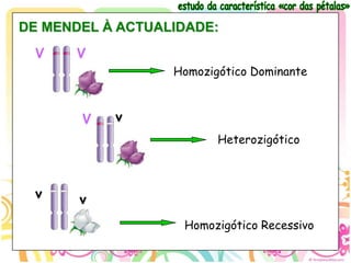 DE MENDEL À ACTUALIDADE:
 V    V
                  Homozigótico Dominante



       V   v
                         Heterozigótico



 v     v
                   Homozigótico Recessivo
 