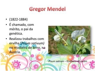 • (1822-1884)
• É chamado, com
  mérito, o pai da
  genética.
• Realizou trabalhos com
  ervilha (Pisum sativum)
  no mosteiro de Brno, na
  Áustria.

                            Pisum sativum – Ervilheira-do-jardim
 