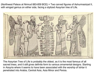 (Northwest Palace at Nimrud 883-859 BCE) = Two carved figures of Ashurmasirpal II, 
with winged genius on either side, facing a stylized Assyrian tree of Life. 
The Assyrian Tree of Life is probably the oldest, as it is the most famous of all 
sacred trees, and it still gives definite form to various ornamental designs. Starting 
in Assyria where it seems to have been associated with the worship of Ishtar it 
penetrated into Arabia, Central Asia, Asia Minor and Persia. 
 