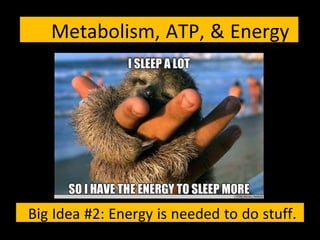 Metabolism, ATP, & Energy
Big Idea #2: Energy is needed to do stuff.
 