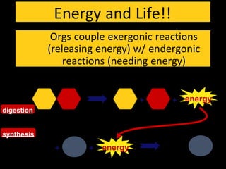 Energy and Life!!
+ + energy
+ energy+
digestion
synthesis
Orgs couple exergonic reactions
(releasing energy) w/ endergonic
reactions (needing energy)
 
