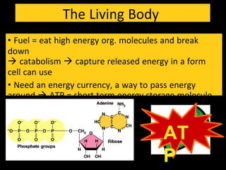 AT
P
The Living Body
• Fuel = eat high energy org. molecules and break
down
 catabolism  capture released energy in a form
cell can use
• Need an energy currency, a way to pass energy
around  ATP = short term energy storage molecule
 