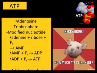 ATP
•Adenosine
Triphosphate
-Modified nucleotide
•adenine + ribose +
Pi
→ AMP
•AMP + Pi → ADP
•ADP + Pi → ATP
-Adding phosphates
 
