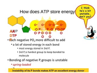 How does ATP store energy?
• Each negative PO4 more difficult to add
• a lot of stored energy in each bond
• most energy stored in 3rd Pi
• 3rd Pi is hardest group to keep bonded to
molecule
• Bonding of negative Pi groups is unstable
• spring-loaded
• Pi
O– O– O– O– O–
–O P –O– P –O –PO OP –
O– P O– O O O
O O
Instability of its P bonds makes ATP an excellent energy donor
I think
he’s a bit
unstable…
don’t you?
AA
DTP
P
 