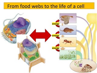 From food webs to the life of a cell
energy
energy
energy
 
