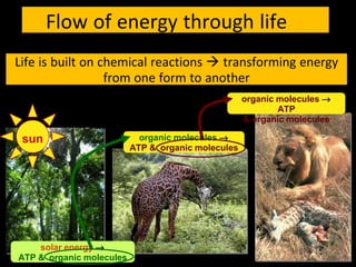 Flow of energy through life
Life is built on chemical reactions  transforming energy
from one form to another
organic molecules →
ATP & organic molecules
organic molecules →
ATP
& organic molecules
sun
solar energy →
ATP & organic molecules
 