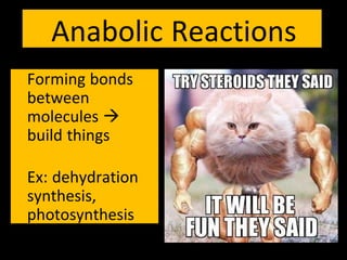 Anabolic Reactions
Forming bonds
between
molecules 
build things
Ex: dehydration
synthesis,
photosynthesis
 
