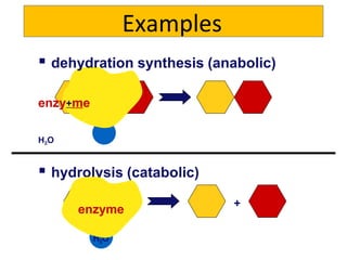 Examples
 dehydration synthesis (anabolic)
enzy+me
H2O
 hydrolysis (catabolic)
+
H2O
enzyme
 