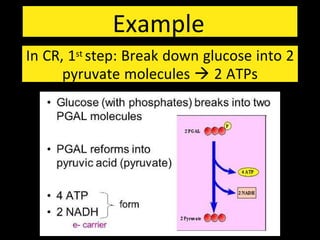 Example
In CR, 1st step: Break down glucose into 2
pyruvate molecules  2 ATPs
 