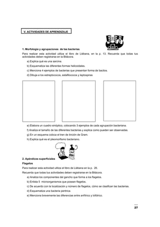 27
V. ACTIVIDADES DE APRENDIZAJE
1. Morfología y agrupaciones de las bacterias
Para realizar esta actividad utiliza el libro de Liébana, en la p. 13. Recuerda que todas tus
actividades deben registrarse en la Bitácora.
a) Explica qué es una sarcina.
b) Esquematiza las diferentes formas helicoidales.
c) Menciona 4 ejemplos de bacterias que presentan forma de bacilos.
d) Dibuja a los estreptococos, estafilococos y leptospiras
e) Elabora un cuadro sinóptico, colocando 3 ejemplos de cada agrupación bacteriana.
f) Analiza el tamaño de las diferentes bacterias y explica como pueden ser observadas.
g) En un esquema coloca el tren de tinción de Gram.
h) Explica qué es el pleomorfismo bacteriano.
2. Apéndices superficiales
Flagelos
Para realizar esta actividad utiliza el libro de Liébana en la p. 26.
Recuerda que todas tus actividades deben registrarse en la Bitácora.
a) Analiza los componentes del gancho que forma a los flagelos.
b) Enlista 5 microorganismos que posean flagelos.
c) De acuerdo con la localización y número de flagelos, cómo se clasifican las bacterias.
d) Esquematiza una bacteria peritrica.
e) Menciona brevemente las diferencias entre anfítrico y lofótrico.
 