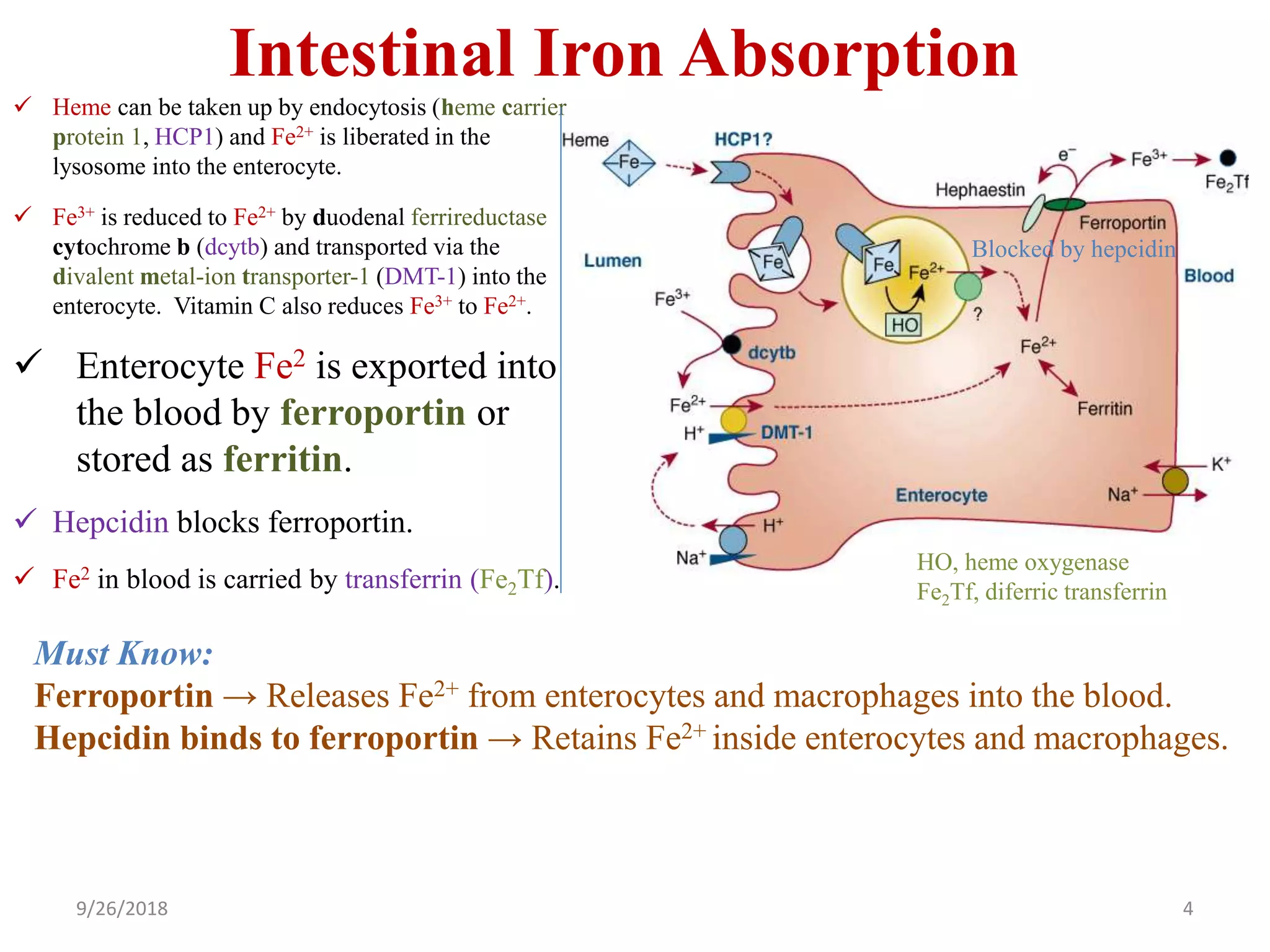Intestinal Iron Absorption
 Heme can be taken up by endocytosis (heme carrier
protein 1, HCP1) and Fe2+ is liberated in the
lysosome into the enterocyte.
 Fe3+ is reduced to Fe2+ by duodenal ferrireductase
cytochrome b (dcytb) and transported via the
divalent metal-ion transporter-1 (DMT-1) into the
enterocyte. Vitamin C also reduces Fe3+ to Fe2+.
 Enterocyte Fe2 is exported into
the blood by ferroportin or
stored as ferritin.
 Hepcidin blocks ferroportin.
 Fe2 in blood is carried by transferrin (Fe2Tf).
Must Know:
Ferroportin → Releases Fe2+ from enterocytes and macrophages into the blood.
Hepcidin binds to ferroportin → Retains Fe2+ inside enterocytes and macrophages.
9/26/2018 4
HO, heme oxygenase
Fe2Tf, diferric transferrin
Blocked by hepcidin
 