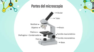 Partesdelmicroscopio
 