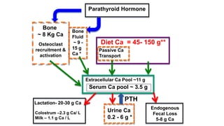 Parathyroid Hormone
Extracellular Ca Pool ~11 g
Serum Ca pool ~ 3.5 g
Bone
~ 8 Kg Ca
Bone
Fluid
~ 9 -
15 g
Ca *
Osteoclast
recruitment &
activation
Urine Ca
0.2 - 6 g *
Diet Ca = 45- 150 g**
Passive Ca
Transport
Lactation- 20-30 g Ca
Colostrum –2.3 g Ca/ L
Milk – 1.1 g Ca / L
PTH
Endogenous
Fecal Loss
5-8 g Ca
 