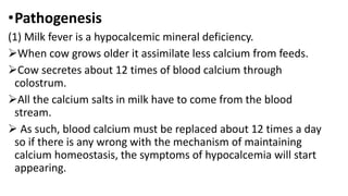 •Pathogenesis
(1) Milk fever is a hypocalcemic mineral deficiency.
When cow grows older it assimilate less calcium from feeds.
Cow secretes about 12 times of blood calcium through
colostrum.
All the calcium salts in milk have to come from the blood
stream.
 As such, blood calcium must be replaced about 12 times a day
so if there is any wrong with the mechanism of maintaining
calcium homeostasis, the symptoms of hypocalcemia will start
appearing.
 
