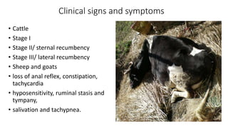 Clinical signs and symptoms
• Cattle
• Stage I
• Stage II/ sternal recumbency
• Stage III/ lateral recumbency
• Sheep and goats
• loss of anal reflex, constipation,
tachycardia
• hyposensitivity, ruminal stasis and
tympany,
• salivation and tachypnea.
 