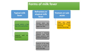 Forms of milk fever
Typical milk
fever
usually within a few
days after parturition
respond well to
treatment.
Refractory or
atypical milk
fever
remain alert, eat,
and Milk but cannot
regain her feet.
become a creeping
downer cow with
flexed pasterns and
posterior paralysis.
Rupture of the large
muscle or group of
muscles in one or
both hind legs.
Tremors or sub-
acute
Cows are easily
excited with muscle
twitching and
tremors occurring.
 