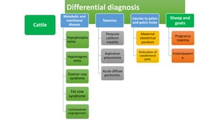 Differential diagnosis
Cattle
Metabolic and
nutritional
disease
Hypophospha
temia
Hypomagnes
emia
Downer cow
syndrome
Fat cow
syndrome
Carbohydrate
engorgement.
Toxemias
Peracute
coliform
mastitis
Aspiration
pneumonia
Acute diffuse
peritonitis.
Injuries to pelvis
and pelvic limbs
Maternal
obstetrical
paralysis
Dislocation of
coxofemoral
joint.
Sheep and
goats
Pregnancy
toxemia
Enterotoxemi
a.
 