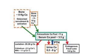 Extracellular Ca Pool ~11 g
Serum Ca pool ~ 3.5 g
Bone
~ 8 Kg Ca
Bone
Fluid
~ 9 -
15 g
Ca *
Osteoclast
recruitment &
activation
Urine Ca
0.2 - 6 g *
Lactation- 20-30 g Ca
Colostrum –2.3 g Ca/ L
Milk – 1.1 g Ca / L
PTH
Endogenous
Fecal Loss
5-8 g Ca
 