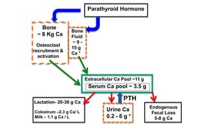 Parathyroid Hormone
Extracellular Ca Pool ~11 g
Serum Ca pool ~ 3.5 g
Bone
~ 8 Kg Ca
Bone
Fluid
~ 9 -
15 g
Ca *
Osteoclast
recruitment &
activation
Urine Ca
0.2 - 6 g *
Lactation- 20-30 g Ca
Colostrum –2.3 g Ca/ L
Milk – 1.1 g Ca / L
PTH
Endogenous
Fecal Loss
5-8 g Ca
 