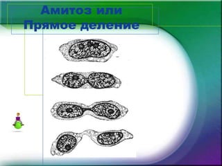 2 mitoz amitoz | PPTX