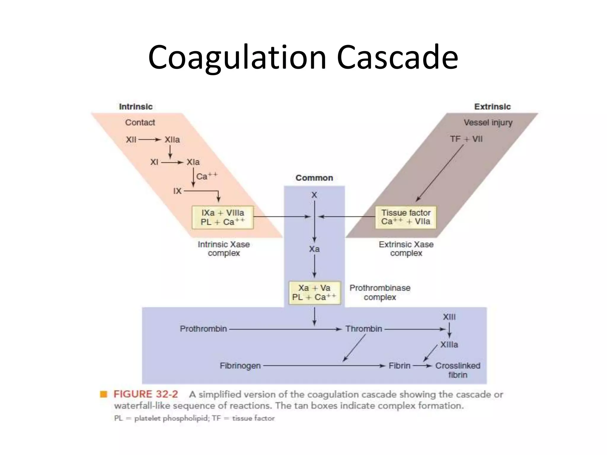 Coagulation Cascade
 