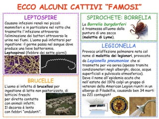 ECCO ALCUNI CATTIVI “FAMOSI”
LEPTOSPIRE
BRUCELLE
LEGIONELLA
SPIROCHETE: BORRELIA
Causano infezioni renali nei piccoli
mammiferi e in particolare nel ratto che
trasmette l'infezione attraverso
l’eliminazione dei batteri attraverso le
urine nei fiumi. L’uomo può infettarsi per
ingestione: il germe passa nel sangue dove
produce una lieve batteriemia.
Leptospirosi (febbre dei sette giorni) Provoca un’affezione polmonare nota col
nome di malattia dei legionari, provocata
da Legionella pneumoniae che si
trasmette per via aerea (spesso tramite
condizionatori negli alberghi, docce, acque
superficiali e pulviscolo atmosferico).
Deve il nome all'epidemia acuta che
nell'estate del 1976 colpì un gruppo di
veterani della American Legion riuniti in un
albergo di Filadelfia, causando ben 34 morti
su 221 contagiati!
La Borrelia burgdorferi
è trasmessa all’uomo dalla
puntura di una zecca
(malattia di Lyme).
L’uomo si infetta di brucellosi per
ingestione di latte non pastorizzato, di
latticini freschi
per diretto contatto
con animali infetti.
Il decorso è lento
con febbri “ondulanti”.
 