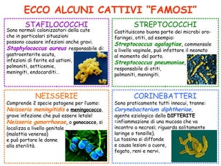 ECCO ALCUNI CATTIVI “FAMOSI”
STAFILOCOCCHI
NEISSERIE CORINEBATTERI
STREPTOCOCCHI
Sono normali colonizzatori della cute
che in particolari situazioni
possono causare infezioni anche gravi.
Staphylococcus aureus responsabile di:
gastroenterite acuta,
infezioni di ferite ed ustioni,
polmoniti, setticemie,
meningiti, endocarditi…
Costituiscono buona parte dei microbi oro-
faringei, otiti, ad esempio:
Streptococcus agalagtiae, commensale
a livello vaginale, può infettare il neonato
al momento del parto.
Streptococcus pneumoniae,
responsabile di otiti,
polmoniti, meningiti.
Comprende 2 specie patogene per l’uomo:
Neisseria meningitidis o meningococco,
grave infezione che può essere letale!
Neisseria gonorrhoeae, o gonococco, si
localizza a livello genitale
(malattia venerea)
e può portare le donne
alla sterilità.
Sono praticamente tutti innocui, tranne:
Corynebacterium diphtheriae,
agente eziologico della DIFTERITE
=infiammazione di una mucosa che va
incontro a necrosi; riguarda solitamente
laringe o tonsille).
La tossina si diffonde
e causa lesioni a cuore,
fegato, reni e nervi.
 
