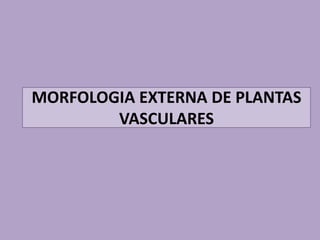 MORFOLOGIA EXTERNA DE PLANTAS
        VASCULARES
 