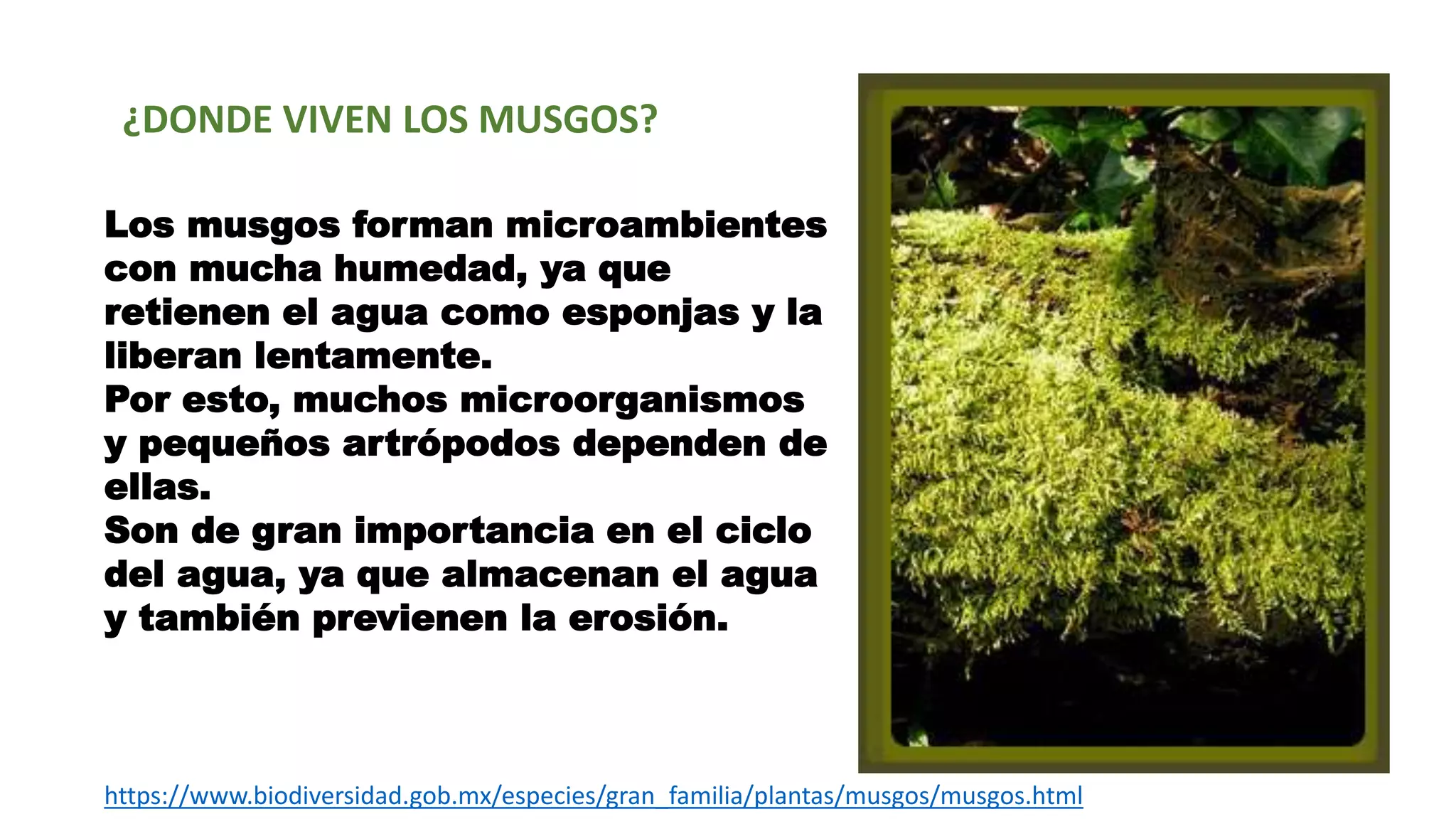 2 morfologia musgos | PPT