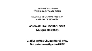 UNIVERSIDAD ESTATAL
PENÍNSULA DE SANTA ELENA
FACULTAD DE CIENCIAS DEL MAR
CARRERA DE BIOLOGÍA
ASIGNATURA: MORFOLOGIA
Musgos-Helechos
Gladys Torres Chuquimarca PhD.
Docente-Investigador-UPSE
 