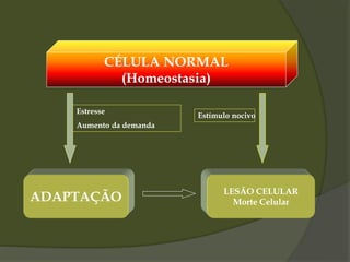CÉLULA NORMAL
(Homeostasia)
ADAPTAÇÃO
LESÃO CELULAR
Morte Celular
Estresse
Aumento da demanda
Estímulo nocivo
 