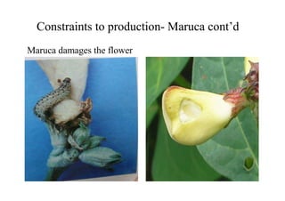 B4FA 2012 Nigeria: Maruca-resistant Cowpea Research in Nigeria - Muhammad Lawan