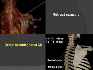 muscle s of upper limb