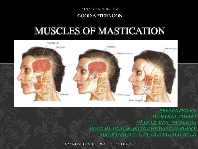 2 muscles of mastication