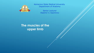 The muscles of the
upper limb
Kemerovo State Medical University
Department of Anatomy
Senior Lecturer
Vladimir V. Kazimirov
 