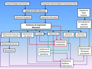 FisiopatologíaEstán involucrados mecanismos complejos.En cualquier momento dado, muchos de estos mecanismos pueden estar influenciando el grado de distrés respiratorio.