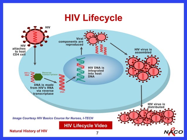 2 natural history of hiv and who clinical staging naco lac m | PPT