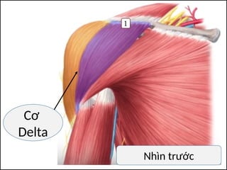 Cơ
Delta
Nhìn trước
 