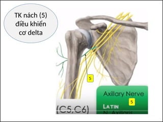 TK nách (5)
điều khiển
cơ delta
 