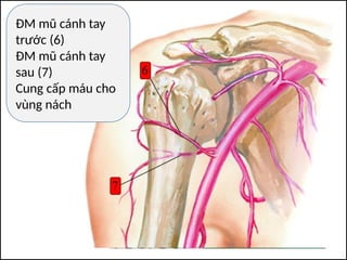 ĐM mũ cánh tay
trước (6)
ĐM mũ cánh tay
sau (7)
Cung cấp máu cho
vùng nách
 