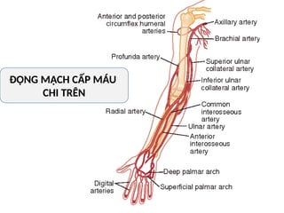 ĐỘNG MẠCH CẤP MÁU
CHI TRÊN
 