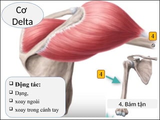 Cơ
Delta
4. Bám tận
 Động tác:
 Dạng,
 xoay ngoài
 xoay trong cánh tay
 