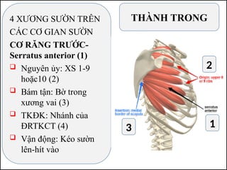 4 XƯƠNG SƯỜN TRÊN
CÁC CƠ GIAN SƯỜN
CƠ RĂNG TRƯỚC-
Serratus anterior (1)
 Nguyên ủy: XS 1-9
hoặc10 (2)
 Bám tận: Bờ trong
xương vai (3)
 TKĐK: Nhánh của
ĐRTKCT (4)
 Vận động: Kéo sườn
lên-hít vào
THÀNH TRONG
1
3
2
 