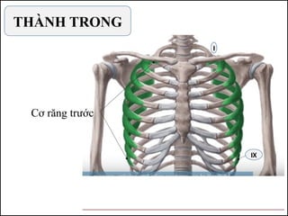 THÀNH TRONG
Cơ răng trước
I
IX
 