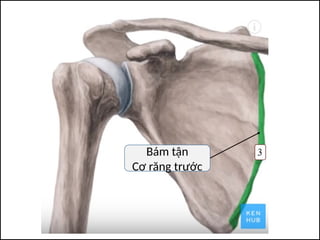 Bám tận
Cơ răng trước
 