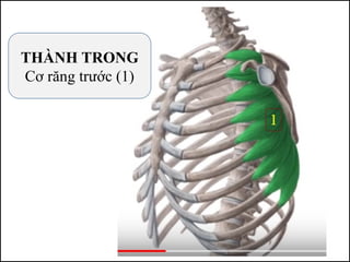 THÀNH TRONG
Cơ răng trước (1)
 