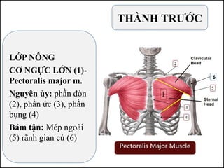 LỚP NÔNG
CƠ NGỰC LỚN (1)-
Pectoralis major m.
Nguyên ủy: phần đòn
(2), phần ức (3), phần
bụng (4)
Bám tận: Mép ngoài
(5) rãnh gian củ (6)
THÀNH TRƯỚC
6
 